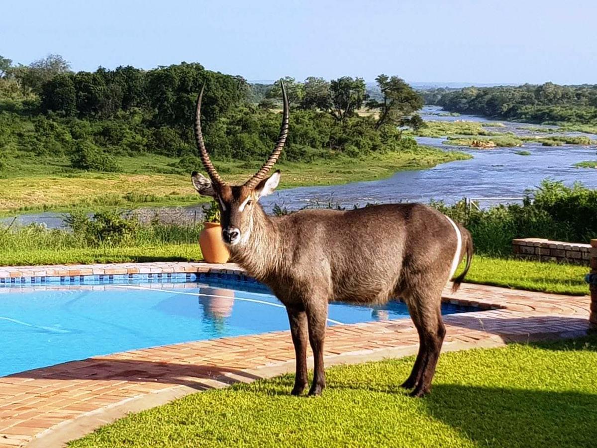 Kruger View Tree House Βίλα Marloth Park Εξωτερικό φωτογραφία