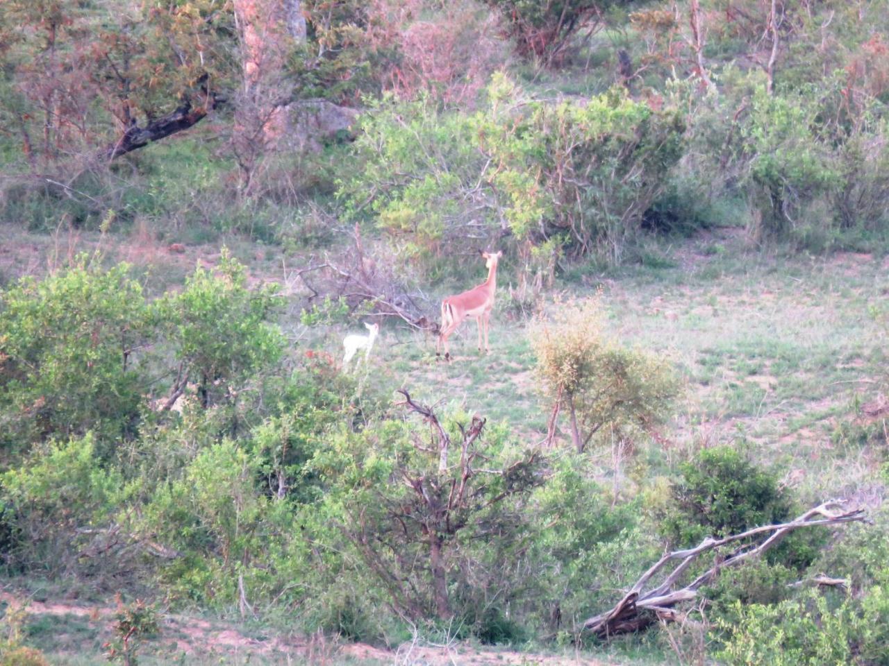 Kruger View Tree House Βίλα Marloth Park Εξωτερικό φωτογραφία